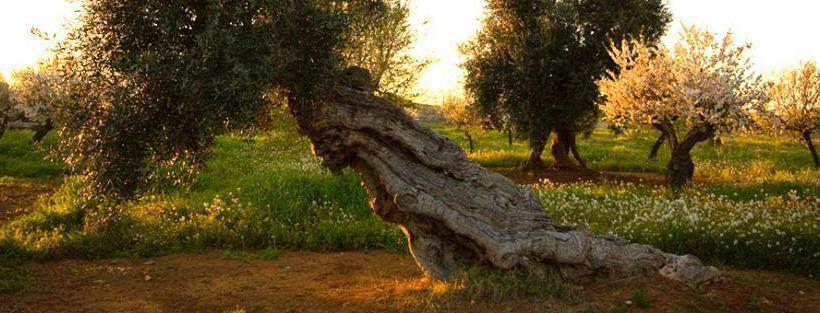 Bed and Breakfast La Gnostra  | Altamura | Bari | Italia 18