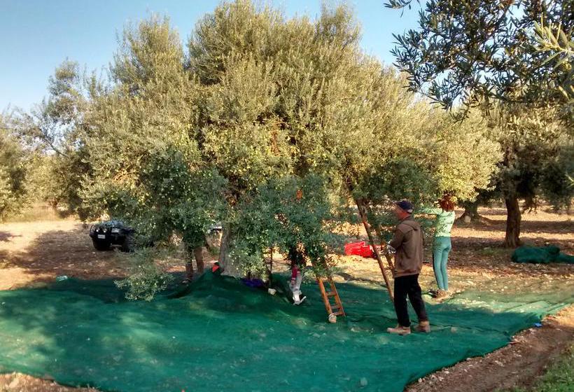 Ronnavona Casa Vacanze B&b  | Chiaramonte Gulfi | Ragusa | Italia 10