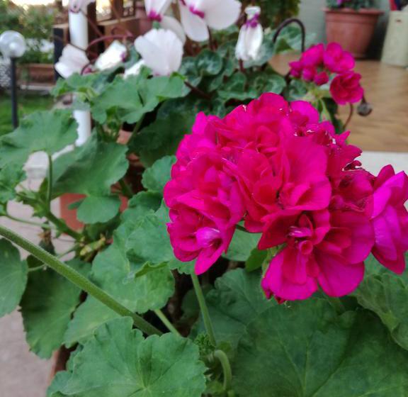 B&b Domus Gratiae  | Ostia Antica | Roma | Italia 2