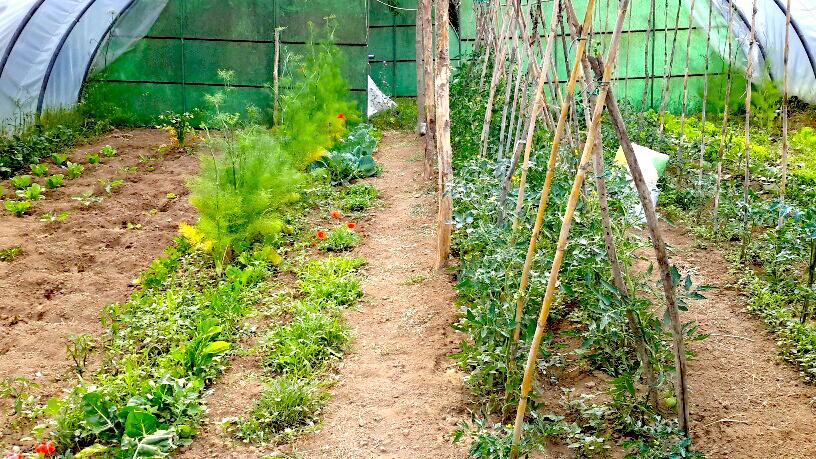 Bed and Breakfast I Poggetti  | Castel Giorgio | Terni | Italia 4