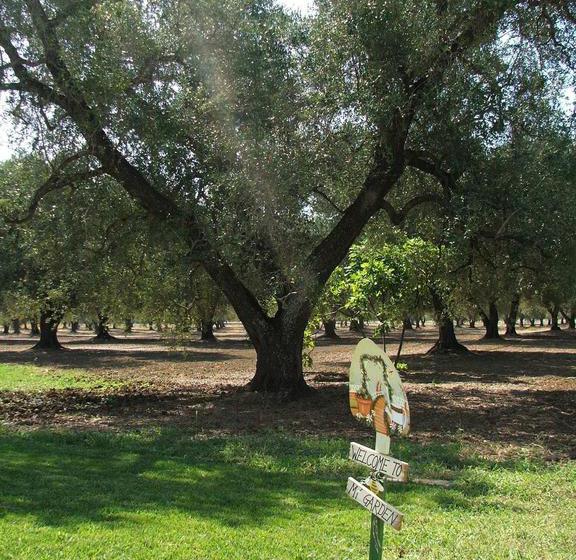 B&b Finestre Tra Gli Ulivi  | Mesagne | Brindisi | Italia 18