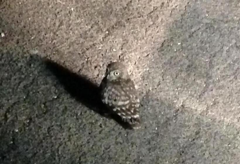 B&b Finestre Tra Gli Ulivi  | Mesagne | Brindisi | Italia 5