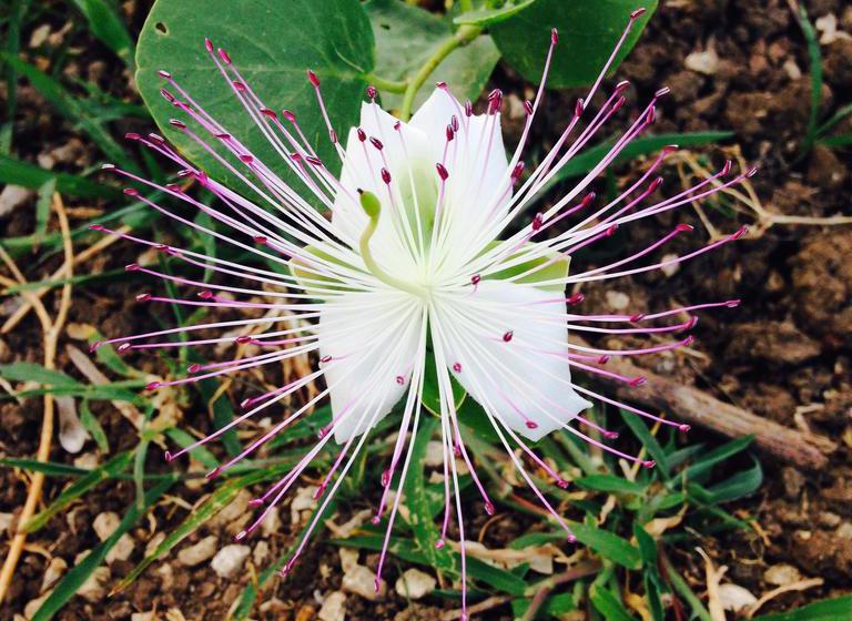 B&b Finestre Tra Gli Ulivi  | Mesagne | Brindisi | Italia 6