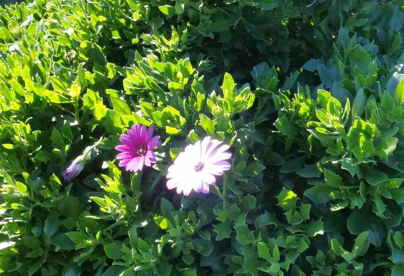 B&b Ariadamare  | Sanremo | Imperia | Italia 1