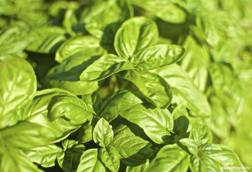 B&b Sotto Le Stelle  | Fano | Pesaro e Urbino | Italia 19