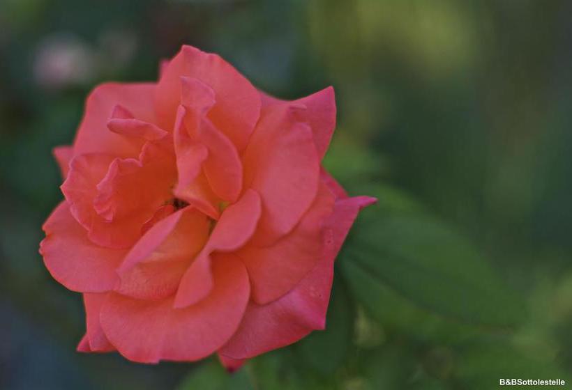 B&b Sotto Le Stelle  | Fano | Pesaro e Urbino | Italia 20