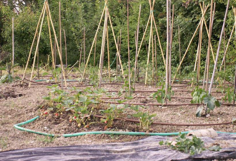 B&b Il Casone  | Montelupone | Macerata | Italia 12