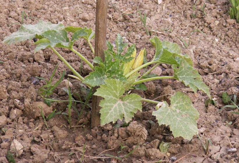 B&b Il Casone  | Montelupone | Macerata | Italia 15