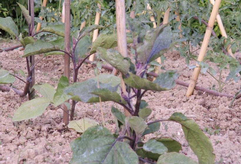 B&b Il Casone  | Montelupone | Macerata | Italia 16