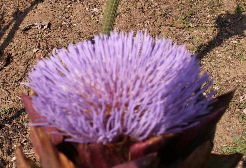 B&b Il Casone  | Montelupone | Macerata | Italia 8