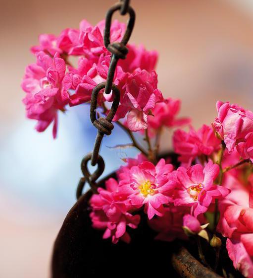 Al Romanì B&b  | Grumello del Monte | Bergamo | Italia 17