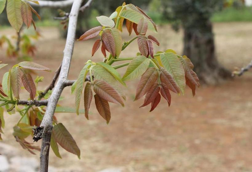 B&b Contrada Monaci  | Casarano | Lecce | Italia 19