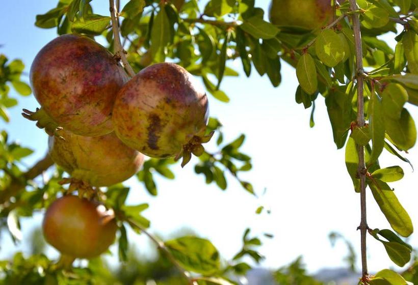 B&b Il Giardino Stellato  | Vieste | Foggia | Italia 17