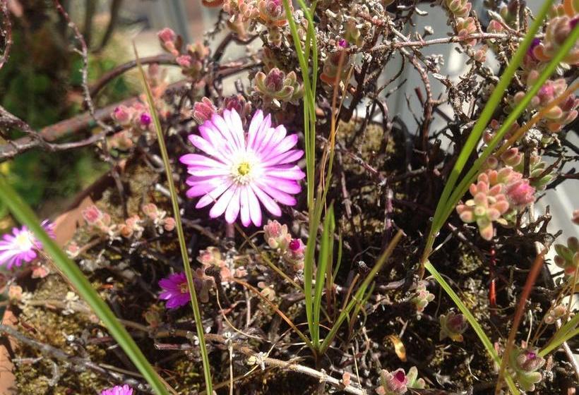 Bed and Breakfast Mare Blue  | Sapri | Salerno | Italia 9