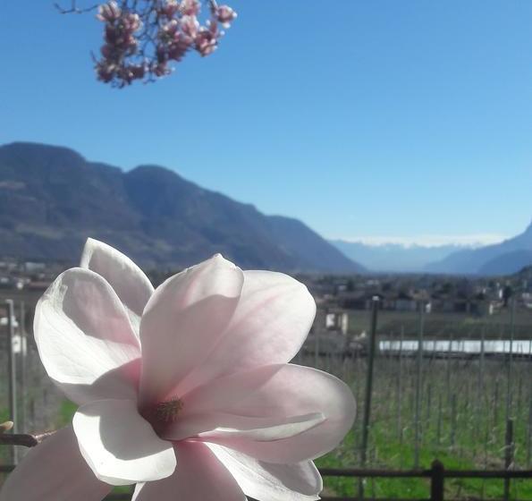 Livehotel Friedheim  | Algund | Bolzano | Italia 10