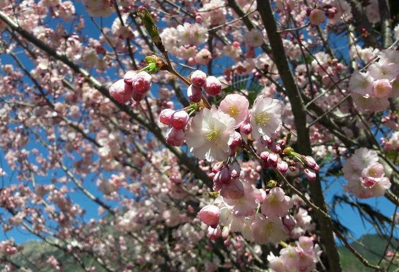 Livehotel Friedheim  | Algund | Bolzano | Italia 3