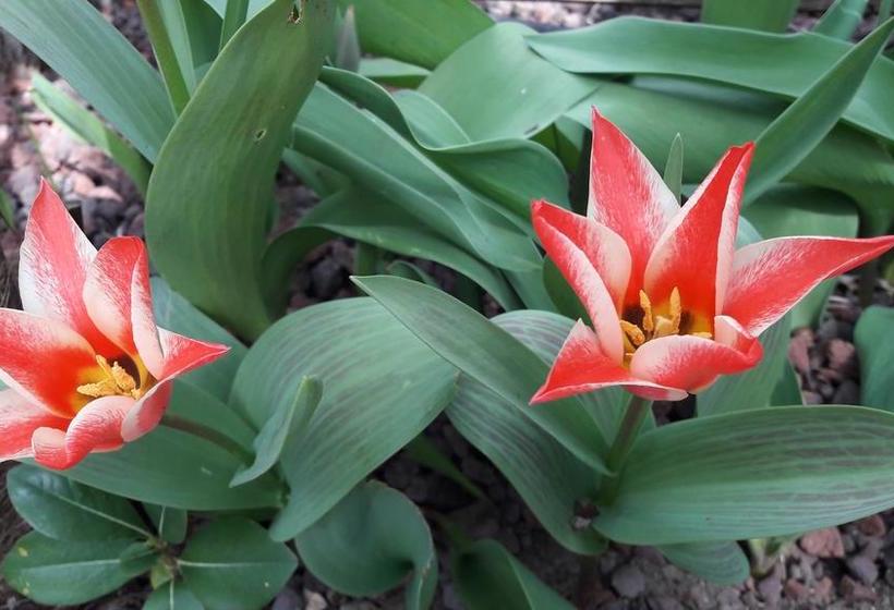 Livehotel Friedheim  | Algund | Bolzano | Italia 8