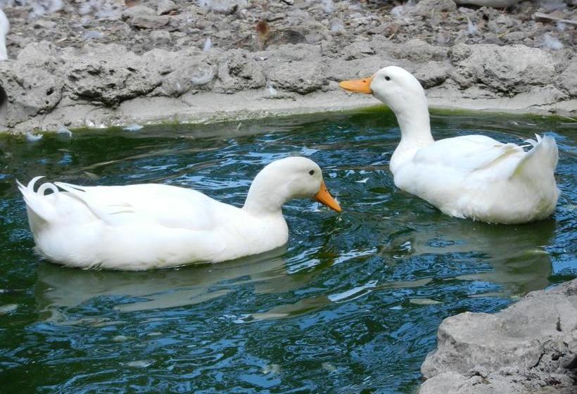 Bed and Breakfast Boscodisotto  | Rapolano Terme | Siena | Italia 16