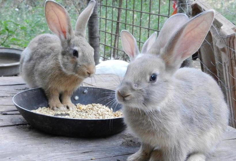 Bed and Breakfast Boscodisotto  | Rapolano Terme | Siena | Italia 17