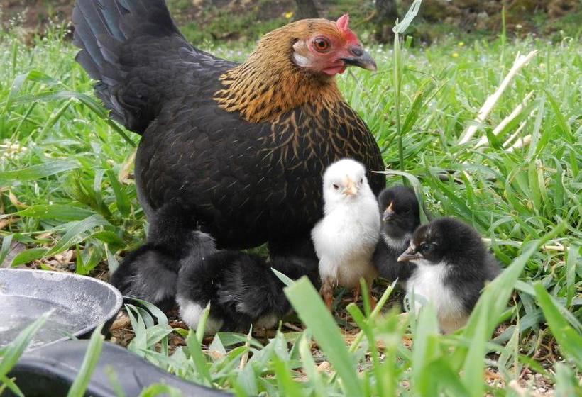 Bed and Breakfast Boscodisotto  | Rapolano Terme | Siena | Italia 18