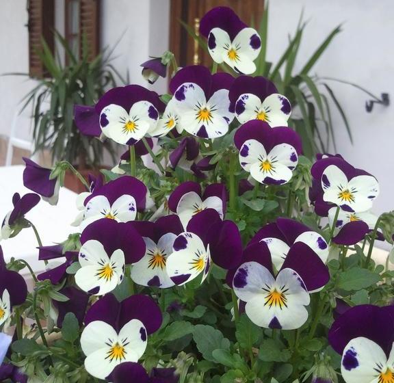 Bed and Breakfast Boscodisotto  | Rapolano Terme | Siena | Italia 20