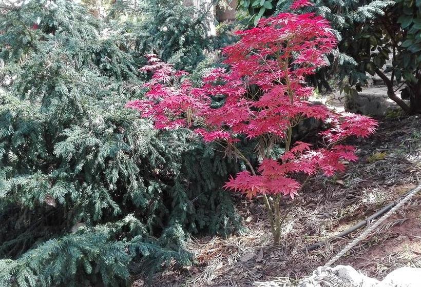 Giardini Irlandesi B&b  | Ruffano | Lecce | Italia 7