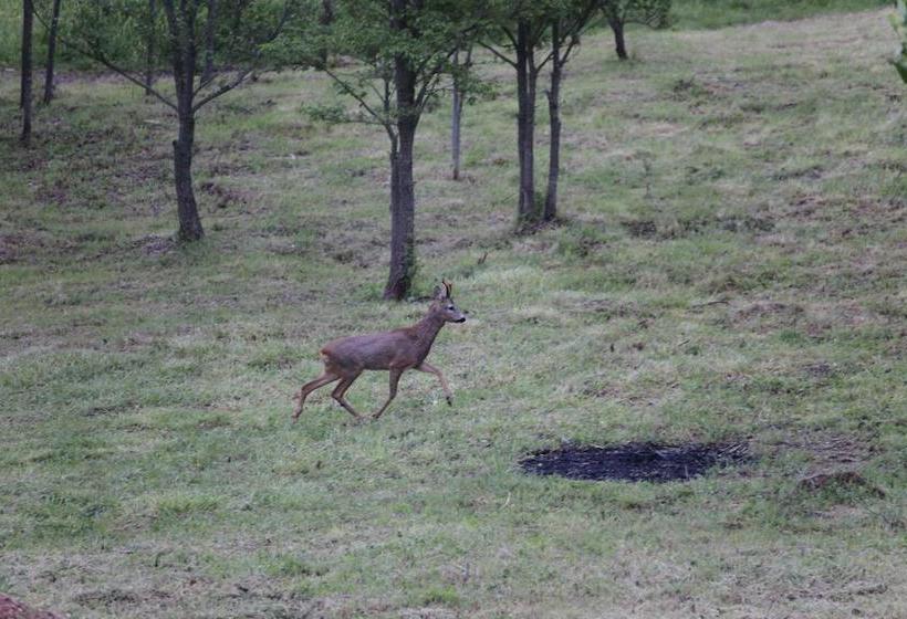 Bed and Breakfast Podere Del Buongustaio  | Montegabbione | Terni | Italia 10