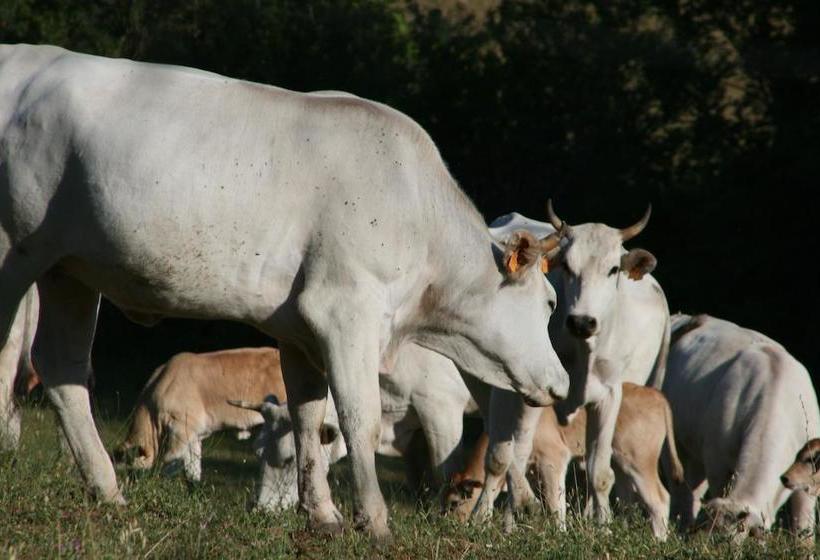 Bed and Breakfast Podere Del Buongustaio  | Montegabbione | Terni | Italia 13