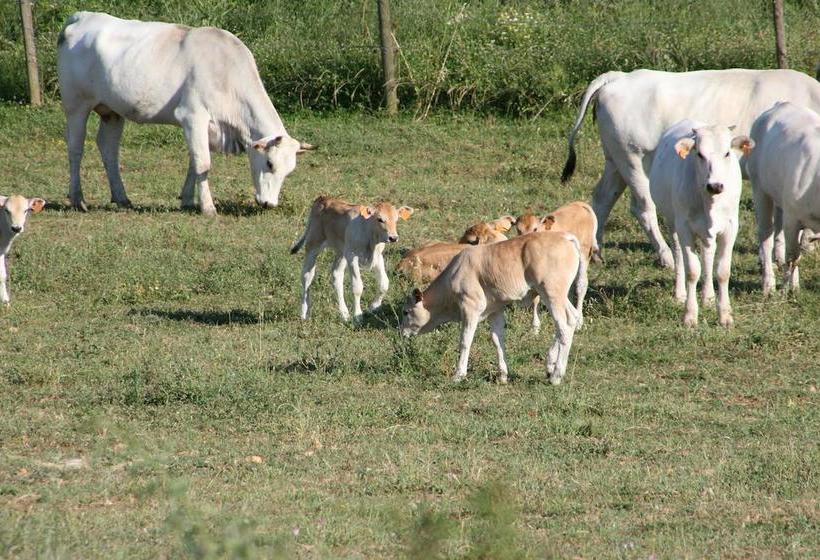 Bed and Breakfast Podere Del Buongustaio  | Montegabbione | Terni | Italia 14