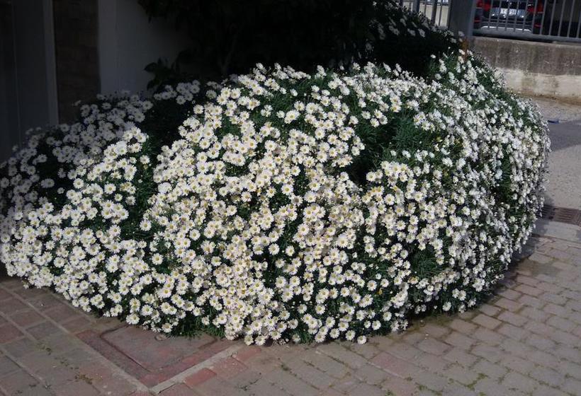 Hotel Cinzia  | Porto Garibaldi | Ferrara | Italia 5