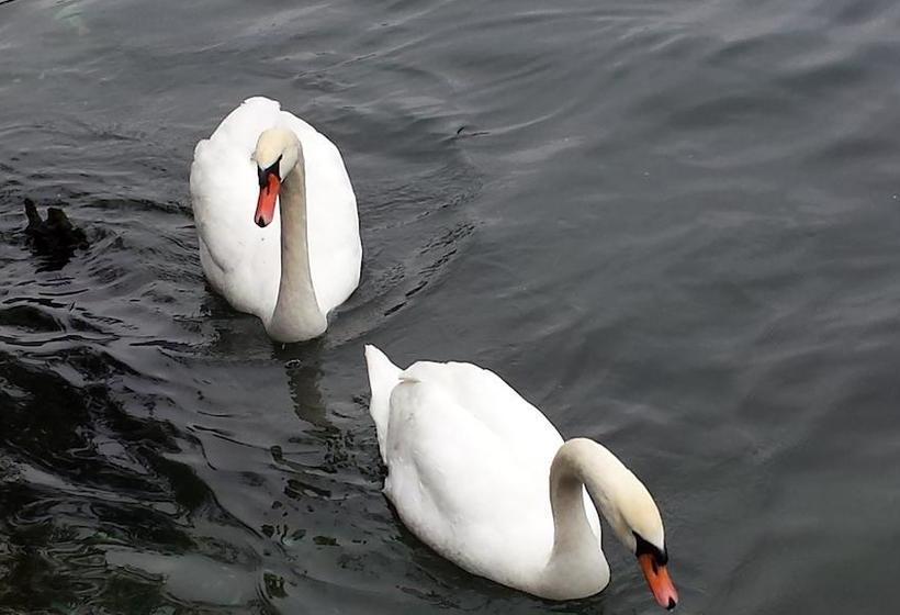 Bed and Breakfast Casa Salini  | Sale Marasino | Brescia | Italia 12