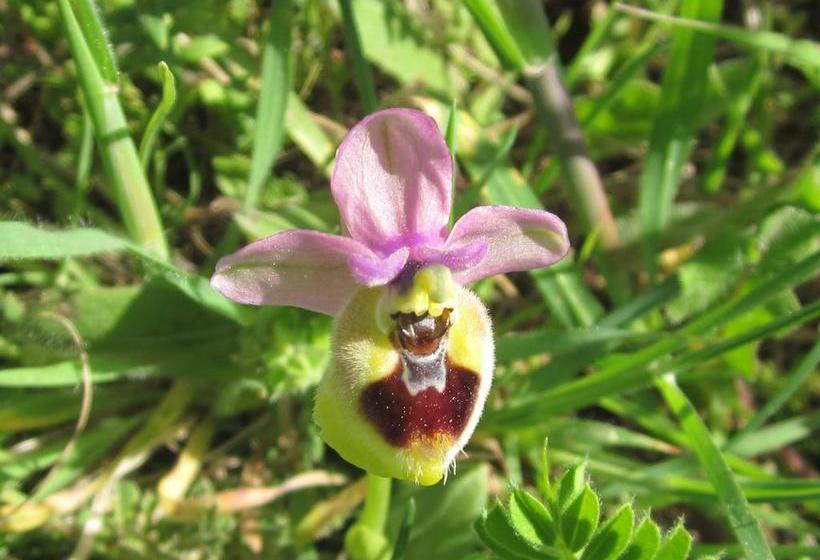 Bed and Breakfast Al Madrigale  | Nardo | Lecce | Italia 2