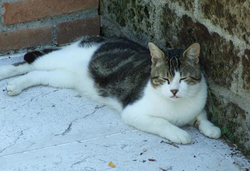 B&b Casacasina  | Monzambano | Mantova | Italia 16