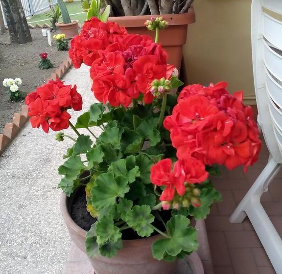 Bed and Breakfast Domus Felix  | Ercolano | Napoli | Italia 19