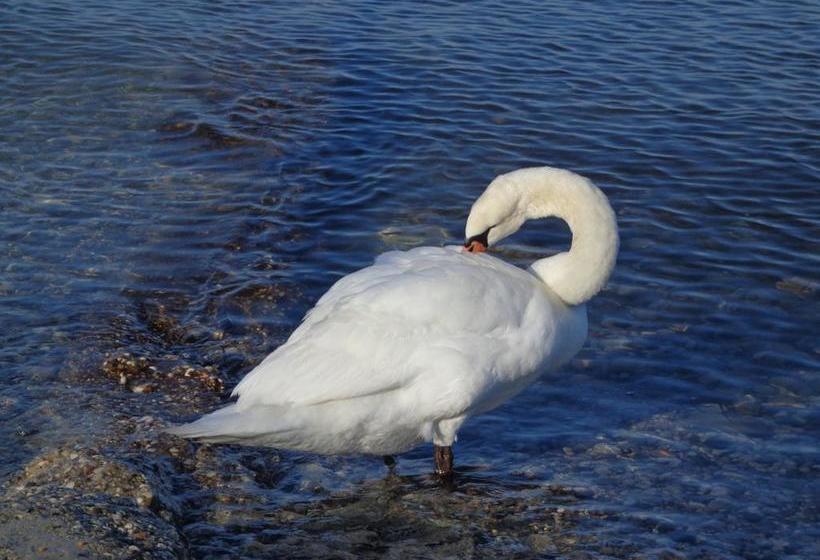 Bed and Breakfast Casa Patrizia  | Sirmione | Brescia | Italia 15