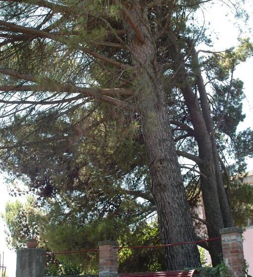 B&b Sotto I Pini  | Zafferana Etnea | Catania | Italia 20