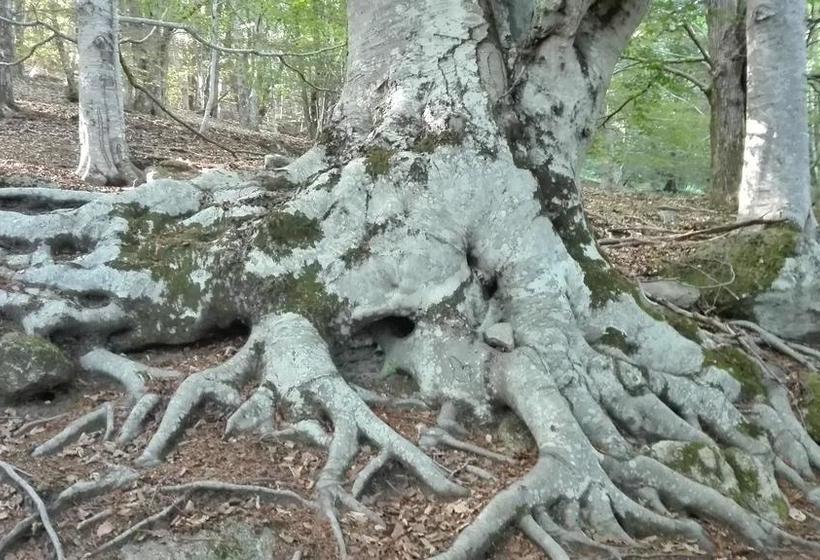 Thalassa Locanda B&b E Appartamento  | Arcidosso | Grosseto | Italy 1