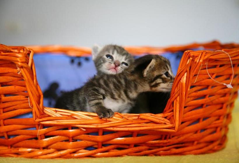 B&b Porchiano Del Monte  | Amelia | Terni | Italia 15