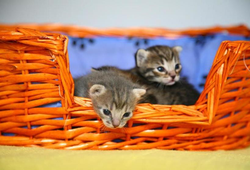 B&b Porchiano Del Monte  | Amelia | Terni | Italia 16