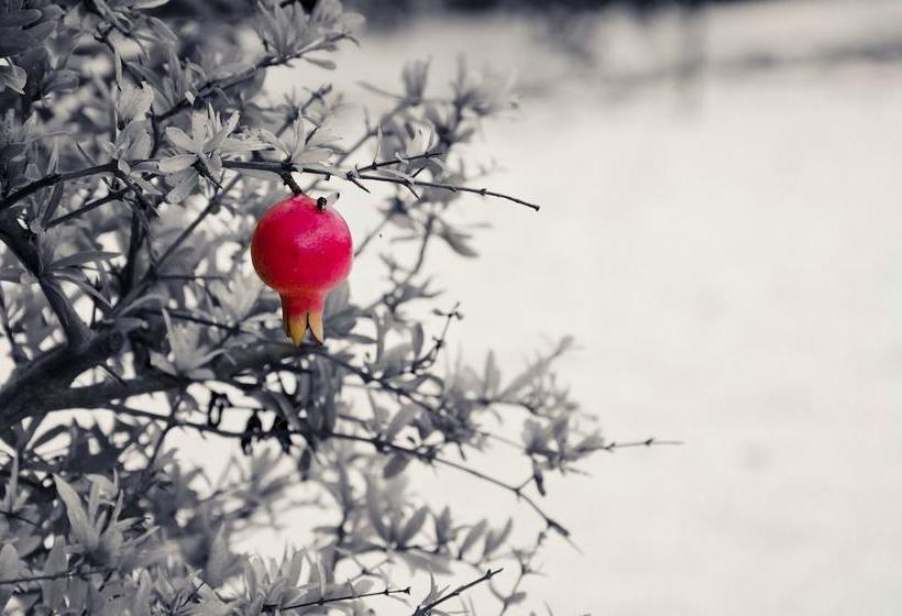 Bed and Breakfast Dimora Antonella  | Ostuni | Brindisi | Italia 12