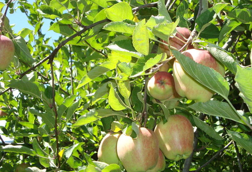 Hotel Angelica  | Merano | Bolzano | Italia 8