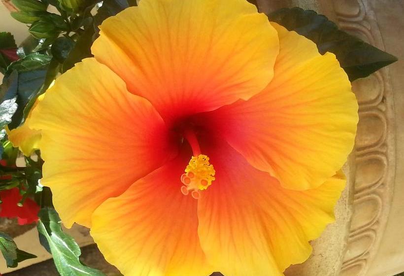 Bed and Breakfast Villa Il Fortino  | Lido di Camaiore | Lucca | Italia 7