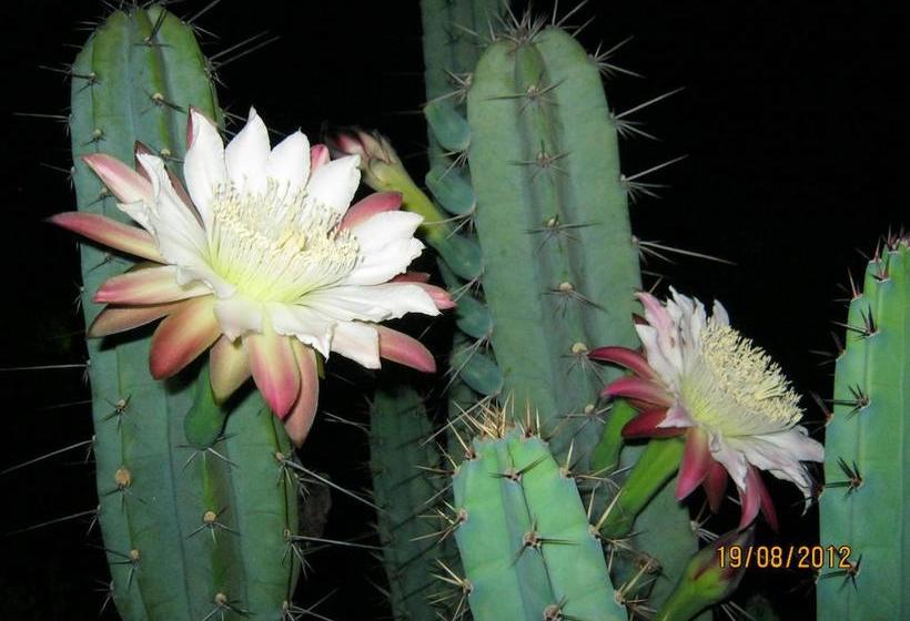 Bed and Breakfast Abiibii Sardinia  | Quartu Sant'Elena | Sardegna | Italia 11