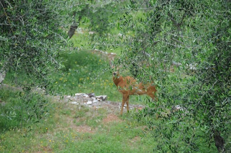 B&b Stella Del Germano  | Serre di Rapolano | Siena | Italia 16