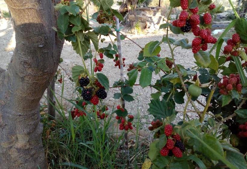 Bed and Breakfast Casale 920  | Agropoli | Salerno | Italia 6