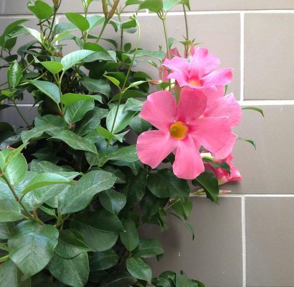 Bed and Breakfast Nicolhouse  | Bari | Bari | Italia 11