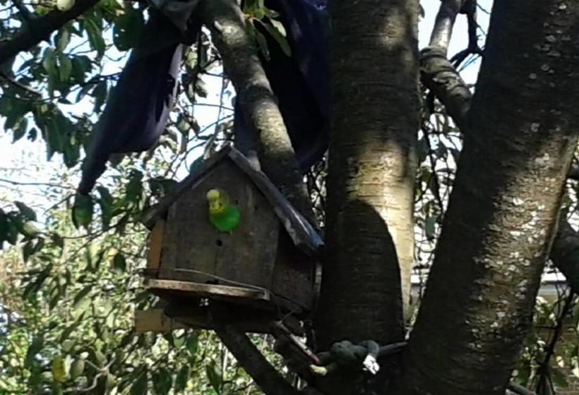 B&b La Gerbolina  | San Giusto Canavese | Torino | Italia 11