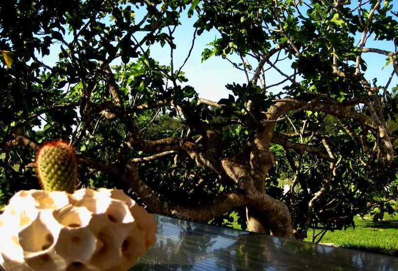 Terra Diletta B&b  | Cutrofiano | Lecce | Italia 16