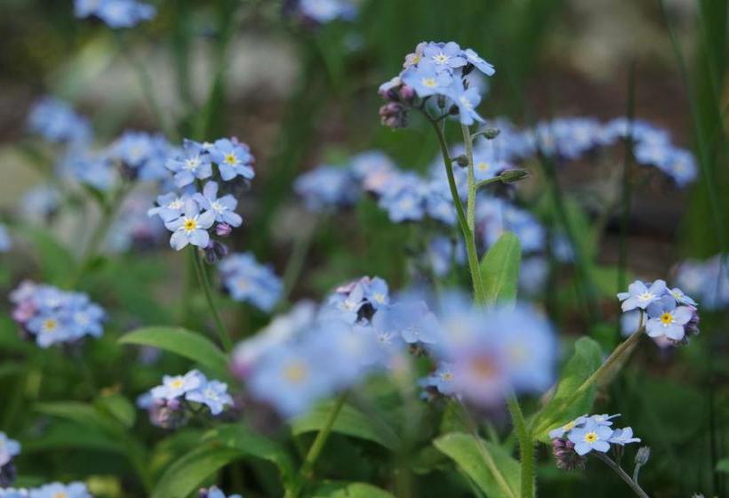 Bed and Breakfast Affittacamere Marisa  | Valeggio sul Mincio | Verona | Italy 20