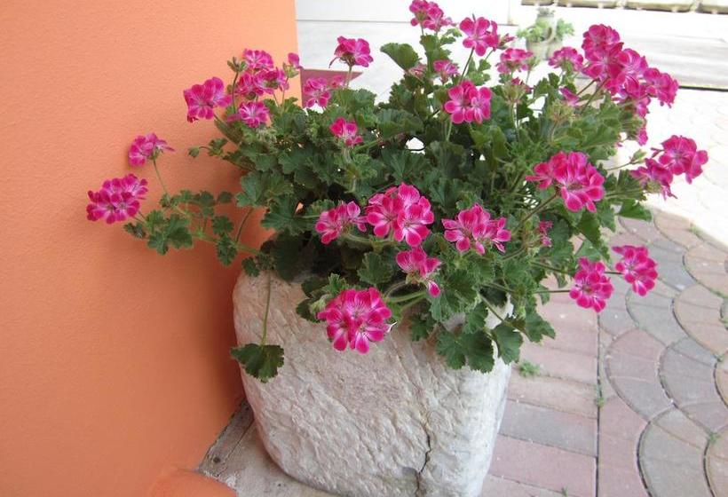 Hotel Albergo Villa Mimosa  | Nago Torbole | Trento | Italia 12